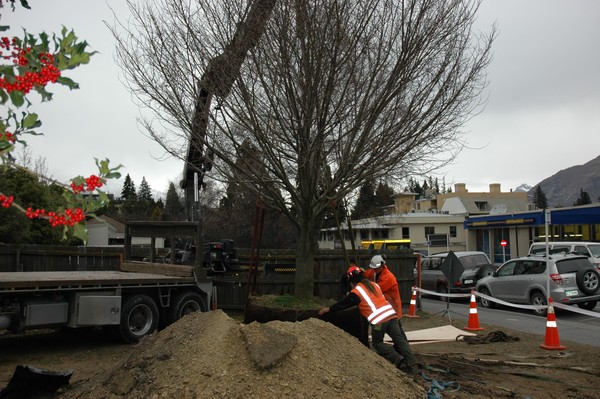 Elm Tree in Queenstown